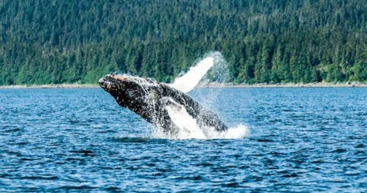 Alaska Whale Watching Tours