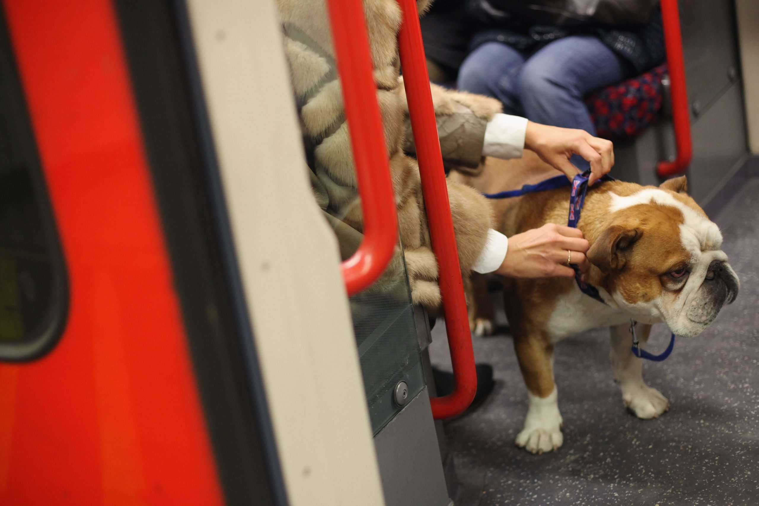 Are Dogs Allowed on London Underground Tube Trains?