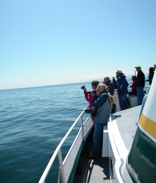 San Juan Cruises / Whales &  Wildlife Report  7/29