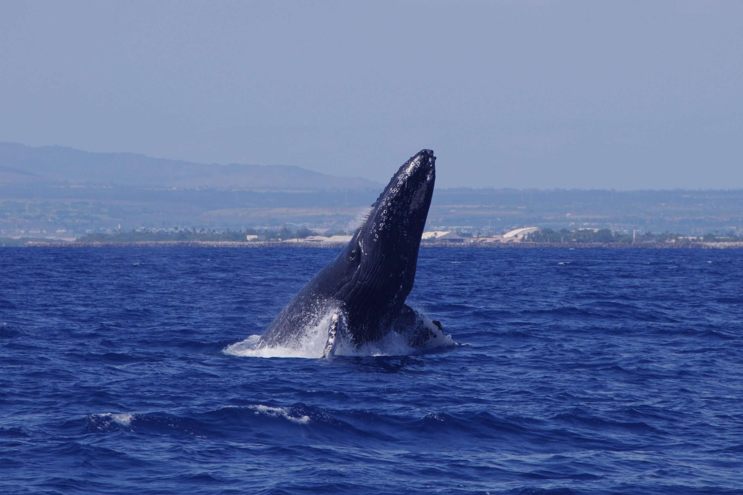 Star of Honolulu Cruises See Great Start to Whale Watch Season